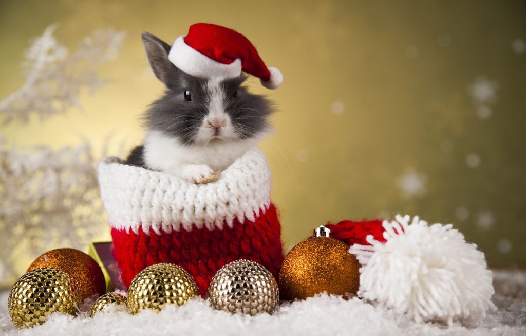 С наступающим Новым Годом — Водяного Кролика!